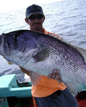 Rotto 11KG 89cm
