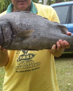 Dusky sweetlips - chewier than a football boot