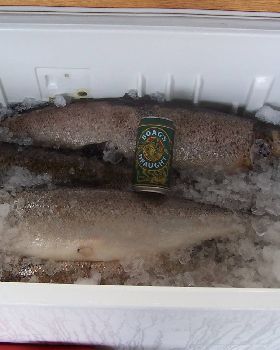 bennys atlantic salmon west coast tasmania