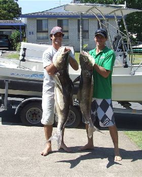 cobia 25 and 30kg