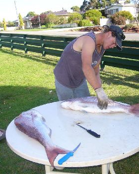 SOME NICE PINKS FROM THE TINNY IN ALBANY