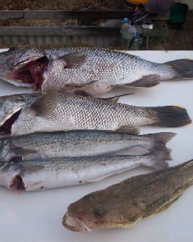 dhuies galore