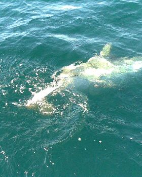 24 fathoms in a pursuit 550f