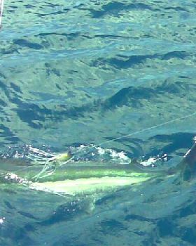 BLUE MARLIN