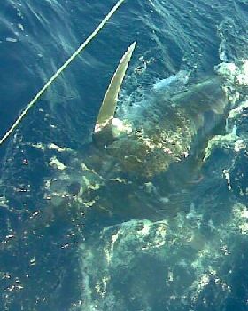 BLUE MARLIN