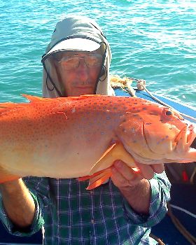 coral trout