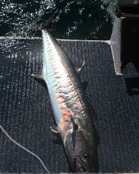 08-14-7 Onslow Fishing 075