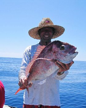 Snapper