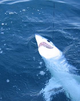 Mako