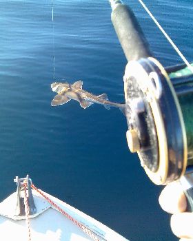 Port Jackson Shark