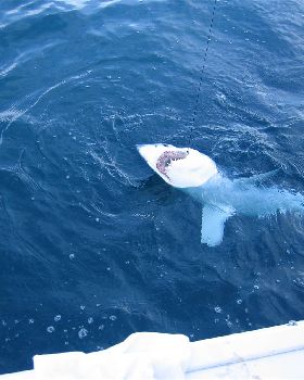 Mako