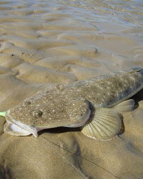 nice flatty on a plastic