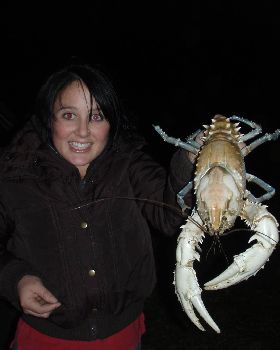 a BIG male Murray cray caught by Kasey