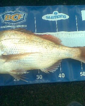 6kg snapper    4m  depth