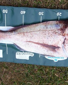 now thats a fish