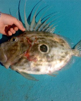 john dory