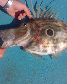 john dory