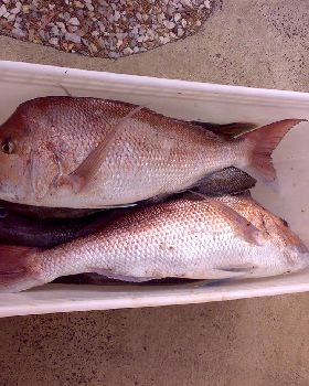big pinkey......
