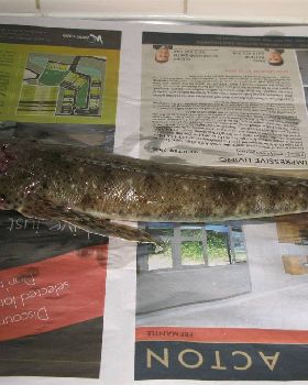 freo flathead---squidrage