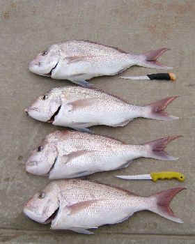 Snapper
