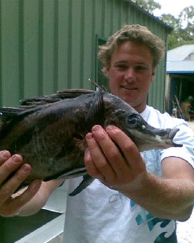 BORE FISH