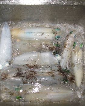freo squid-squidrage