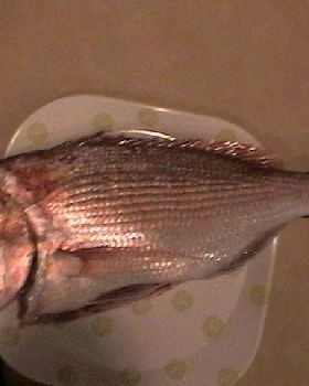 baby pink snapper 65cm