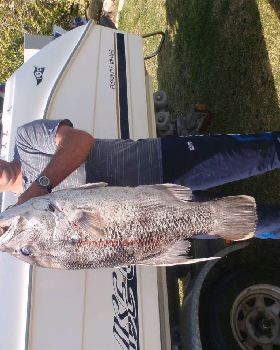 19.5kg dewy