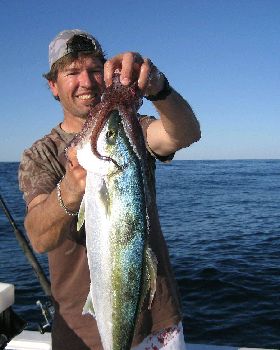 Squid on Kingie