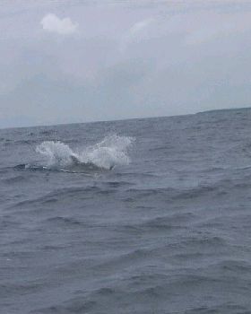 Action Shots