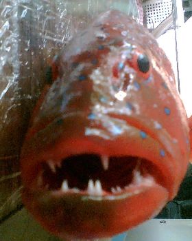 nice coral trout