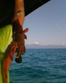 2 up trout