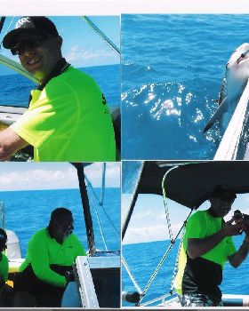 shark 5ft reefy