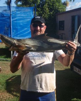 tidy cobia 04/11/2009 Brables reef