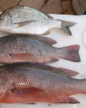 32cm Bream, 36cm & 50cm Jacks