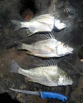 2 Grunters & 1 Bream