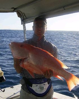 8KG Nannygai