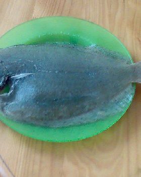 flounder