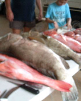 joe and friends out on undine reef north queensland