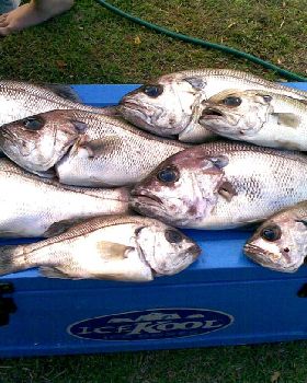 6x4kg and 2x2kg pearlies