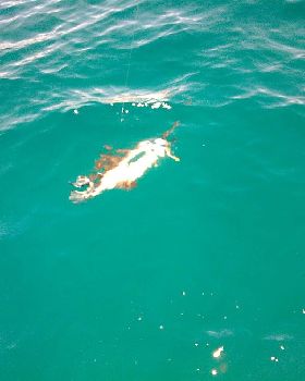 Hammer head shark