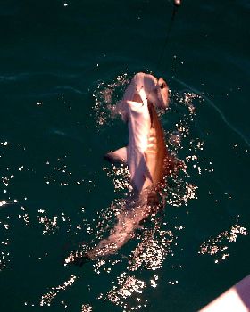 Hammer head shark