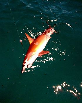 Hammer head shark