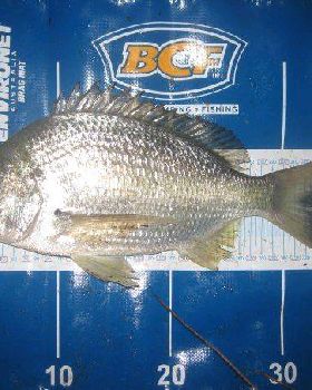Bream2