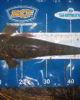 Dusky Flathead