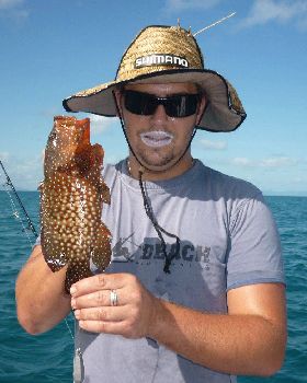 Coral cod