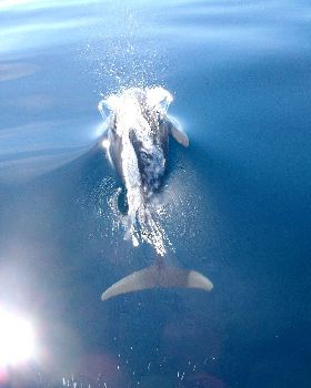 the great wonders of the ocean