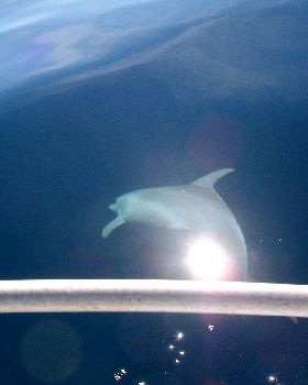 the great wonders of the ocean