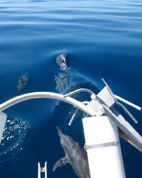 the great wonders of the ocean
