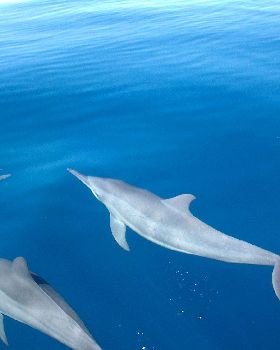 the great wonders of the ocean